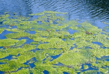 pic 2014-08 - algae